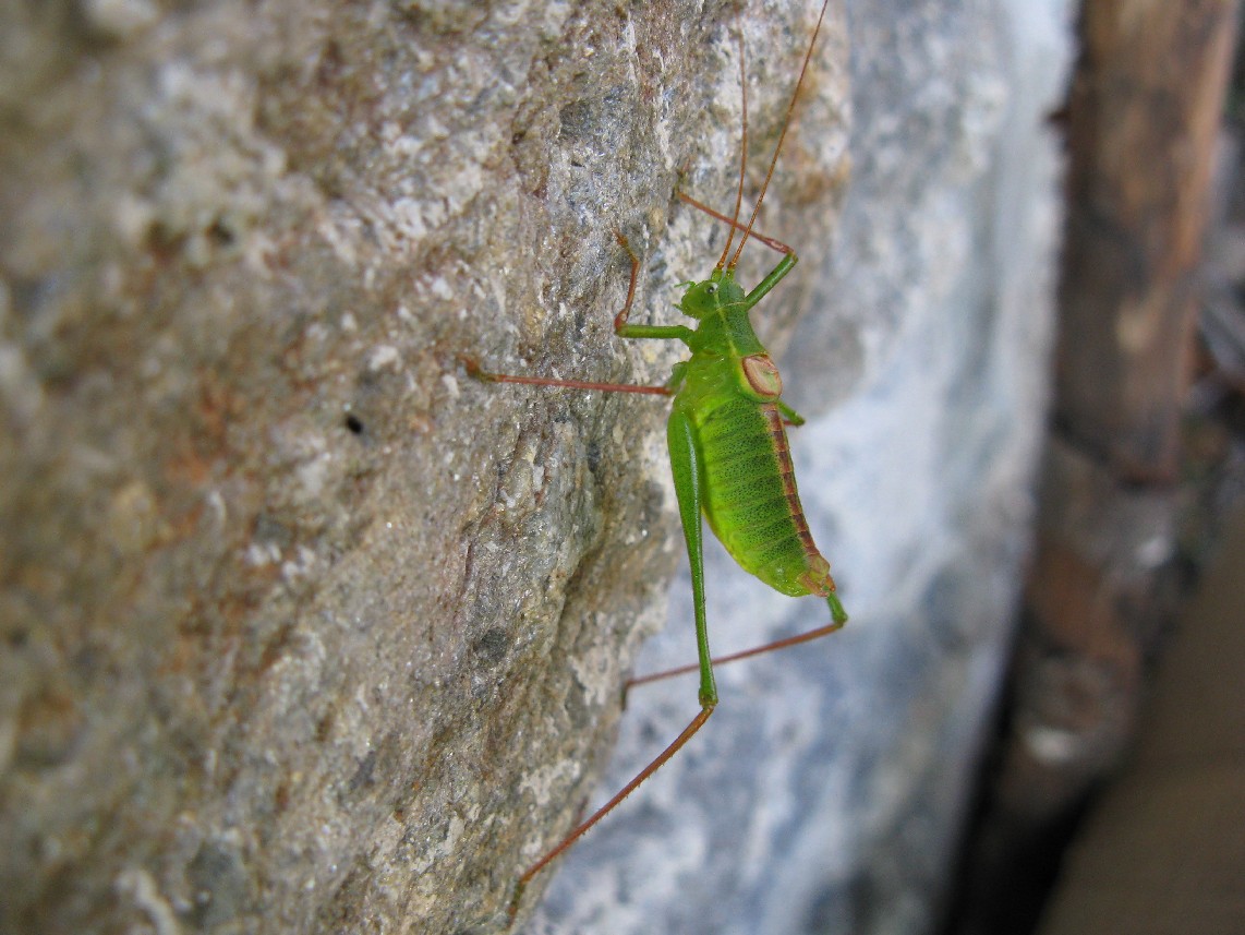 Ortotteri delle Orobie valtellinesi (Sondrio)